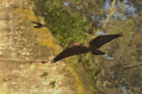 Ibis skalni - Geronticus eremita - Waldrapp - Bald Ibis 5726
